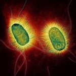 Бактерия E. Coli 