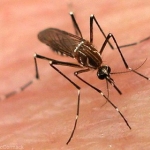 Переносчиками денге являются комары