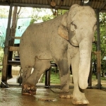 Раненая слониха Мэ Ка Пэ