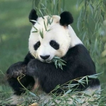 Большая панда, или Бамбуковый медведь