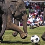 Слоновий футбол