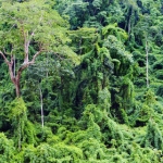 Леса Лаоса волнуют весь мир
