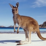 Австралия манит азиатских туристов